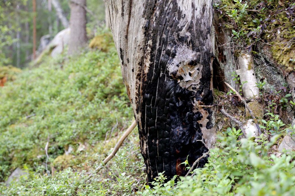 Brent stubbe ved Jutulhogget, med avtrykket av et ansikt.