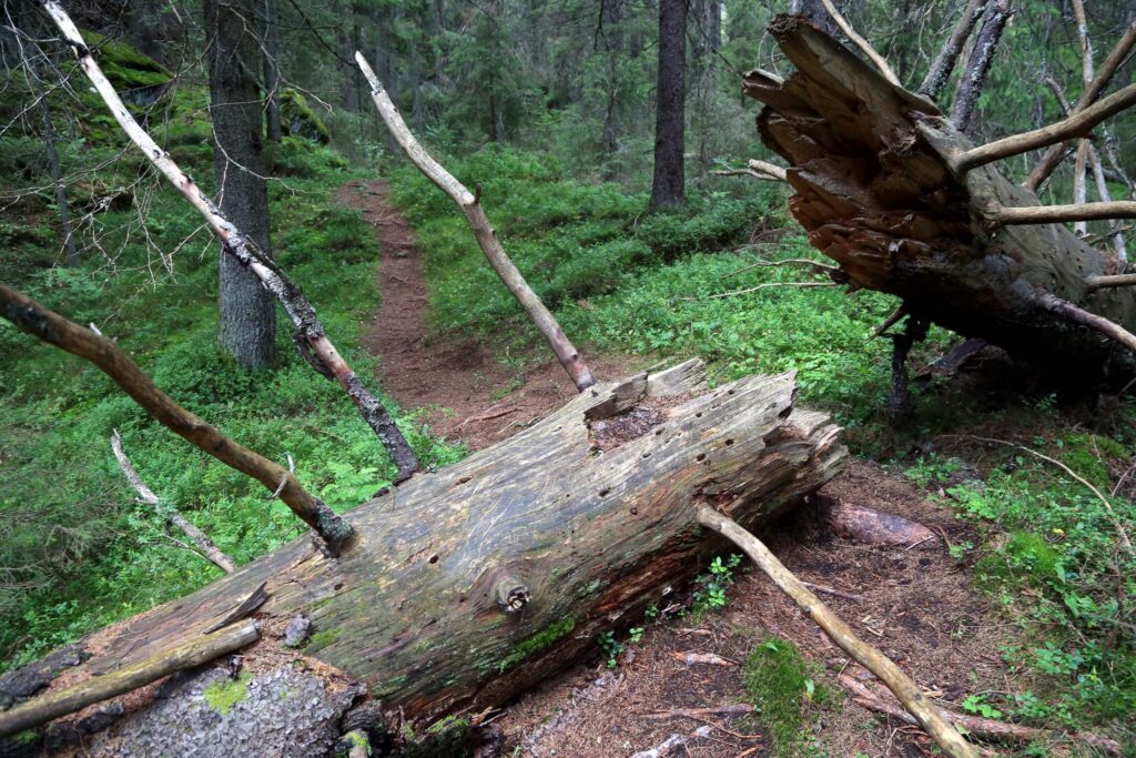 På rett vei: Etter å ha gått feil, fant vi stikrysset og forsatte videre innover mot vrakdelene av bombeflyet.