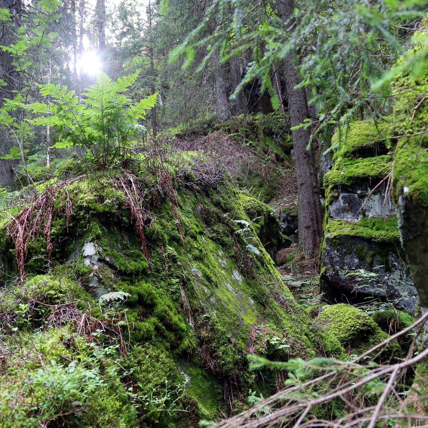 Det er en trolsk stemning i Maridalsalpene, frodig og vilt.