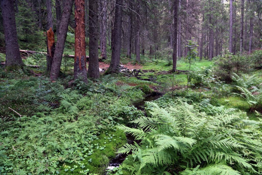 Første glimt av flyvraket ved Hansakollen i Maridalsalpene.
