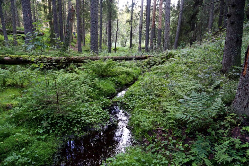 Området ved flyvraket er idyllisk og trolsk.