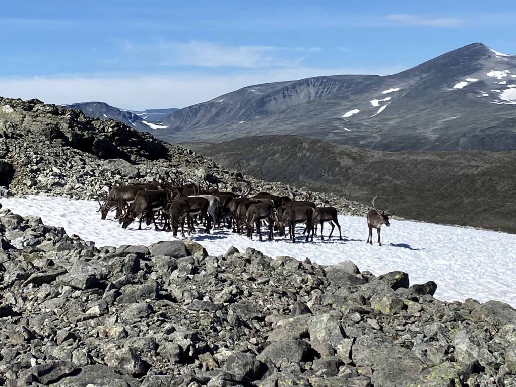 Tamreinen har funnet en kjølig flekk på fjellet.