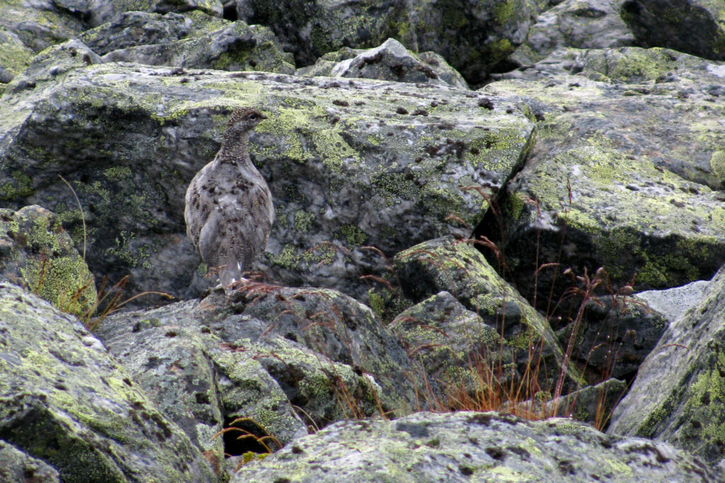 Jakt og friluftsliv gir opplevelser i naturen.