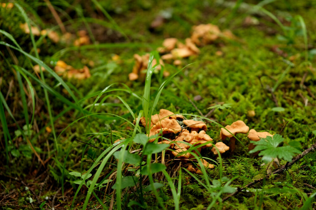 Dette er kantarell, slik ser den ut