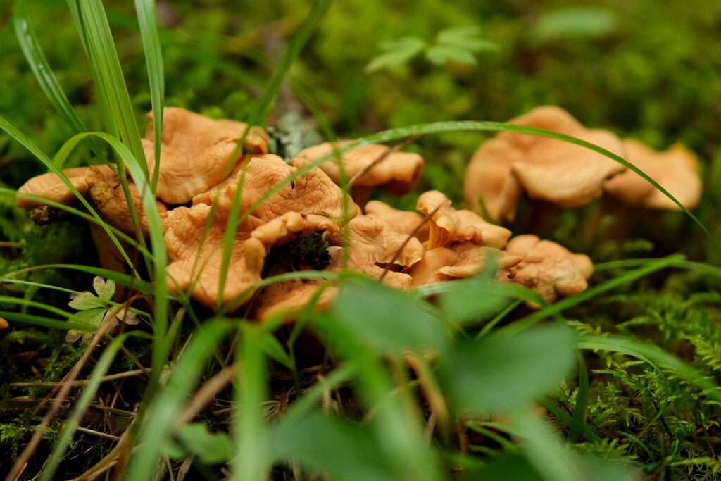 Dette er kantarell. Slik ser soppen ut.