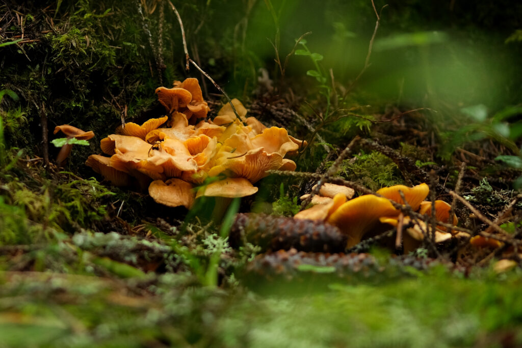 Kantarell, slik ser den ut