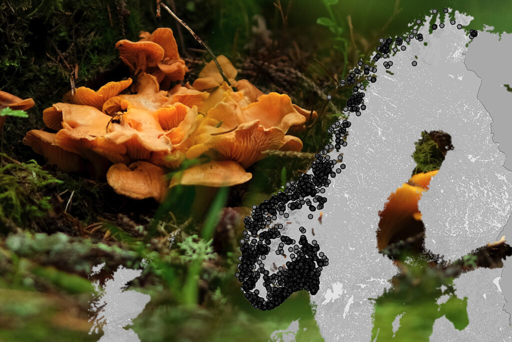 Forekomst av kantarell i Norge