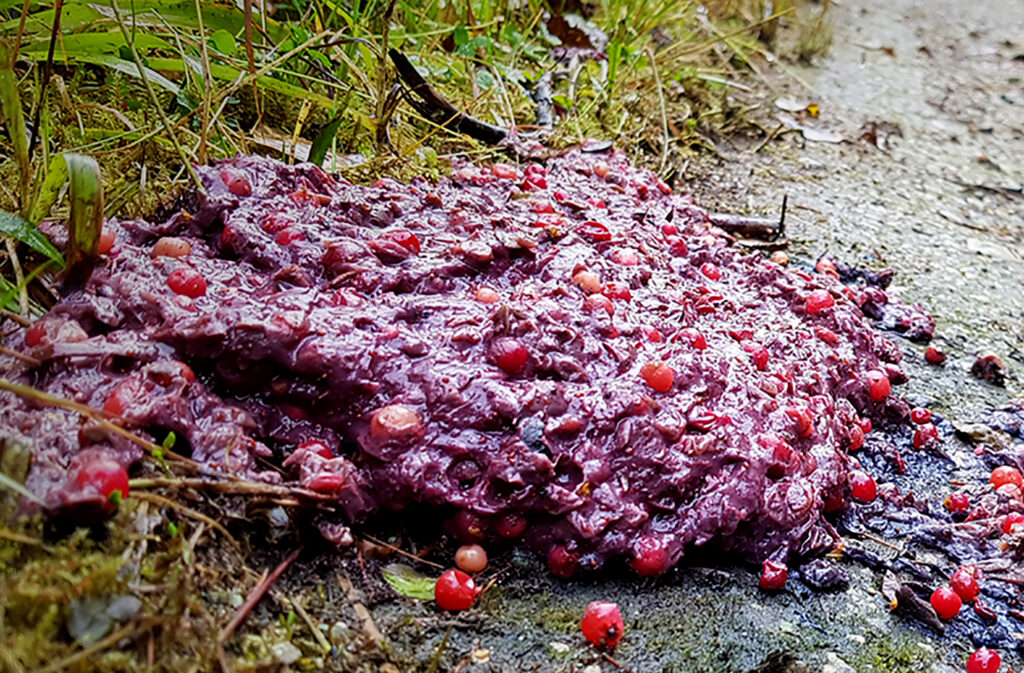 Bjørnemøkk kan være fylt med bær på høsten. 